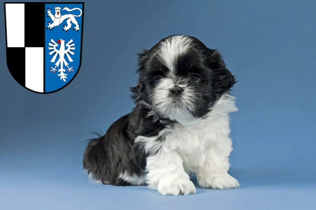 Shih Tzu Züchter mit Welpen Kulmbach, Bayern