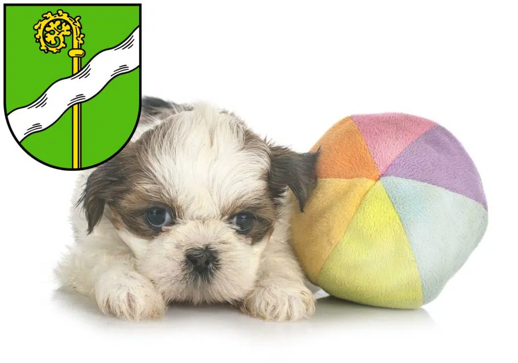 Shih Tzu Züchter mit Welpen Kusel, Rheinland-Pfalz