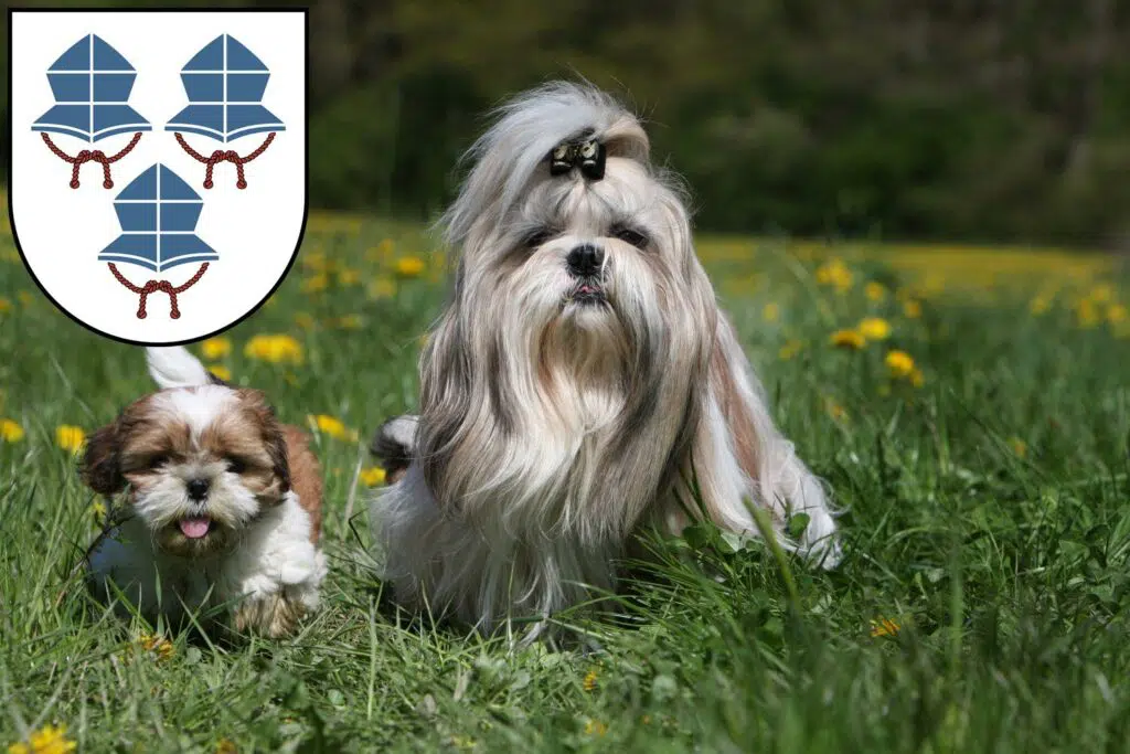 Shih Tzu Züchter mit Welpen Landshut, Bayern