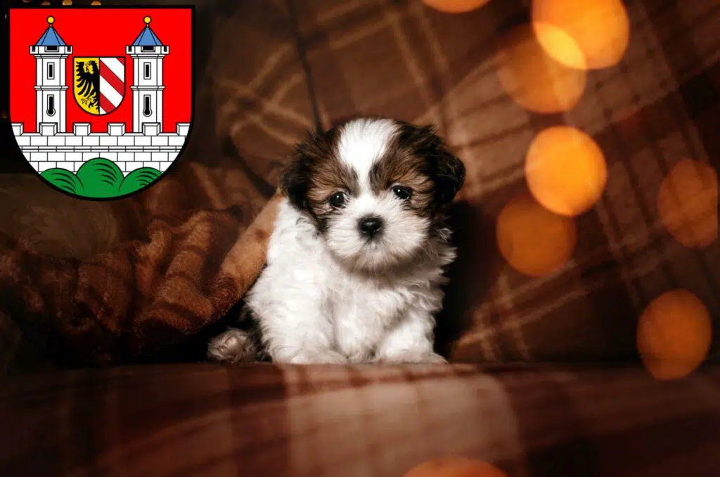 Shih Tzu Züchter mit Welpen Lauf an der Pegnitz, Bayern