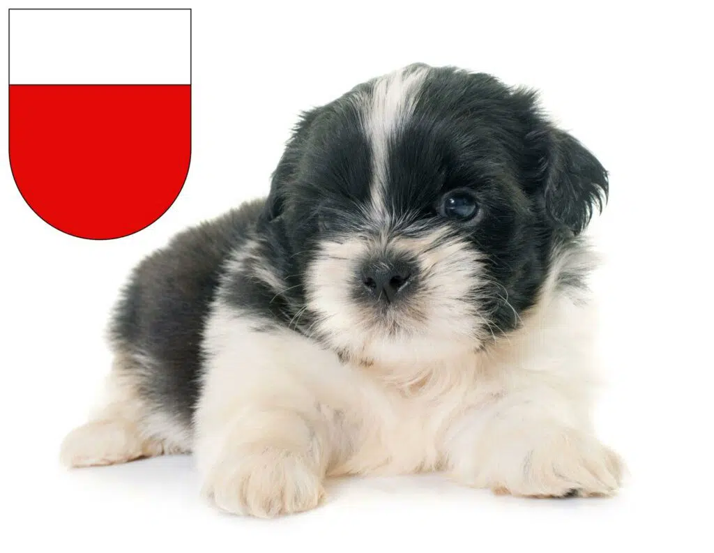 Shih Tzu Züchter mit Welpen Lausanne, Schweiz