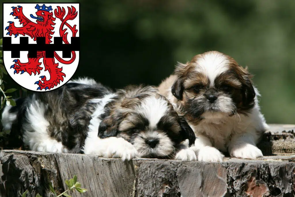 Shih Tzu Züchter mit Welpen Leverkusen, Nordrhein-Westfalen