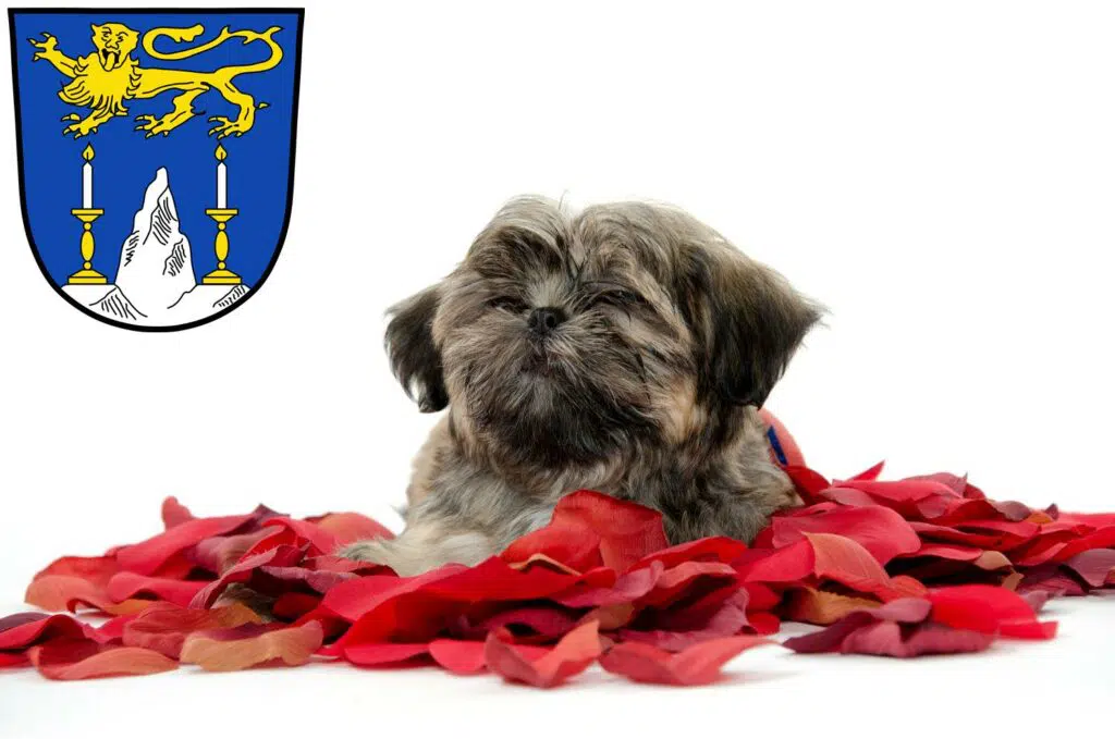 Shih Tzu Züchter mit Welpen Lichtenfels (Oberfranken), Bayern