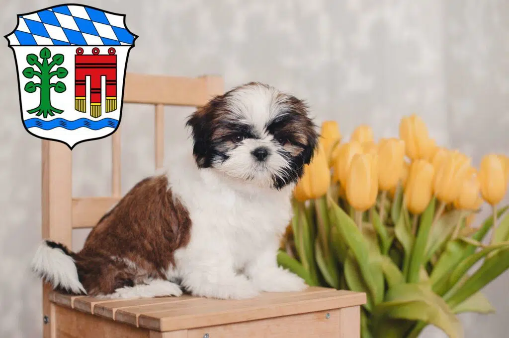 Shih Tzu Züchter mit Welpen Lindau, Bayern