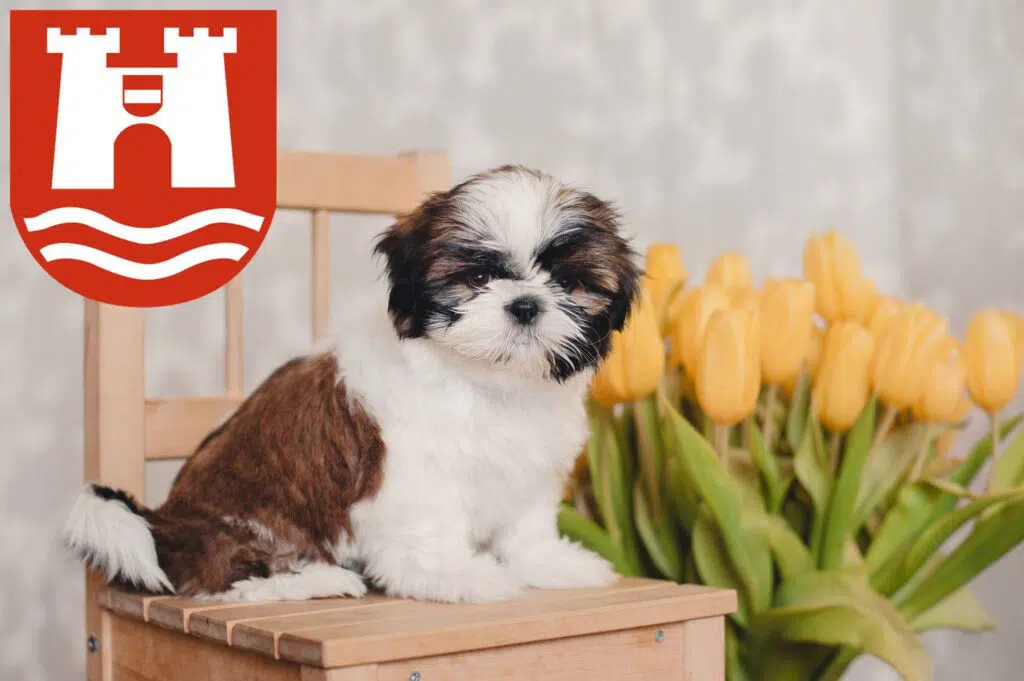 Shih Tzu Züchter mit Welpen Linz, Österreich