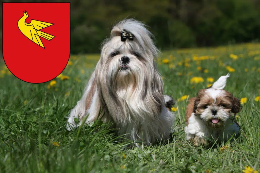 Shih Tzu Züchter mit Welpen Lörrach, Baden-Württemberg