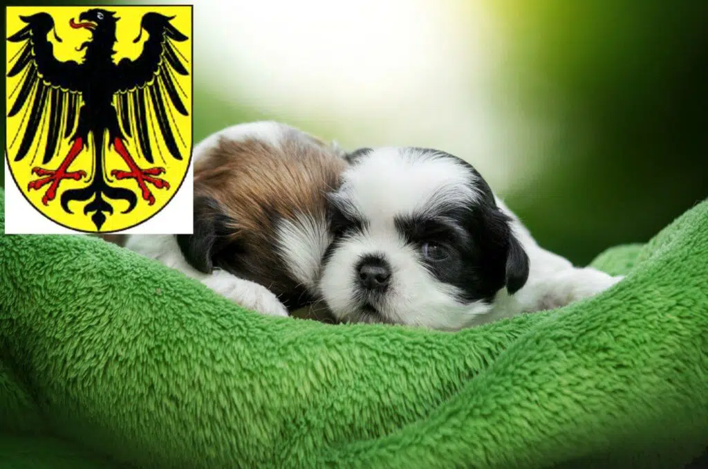 Shih Tzu Züchter mit Welpen Lübben (Spreewald), Brandenburg