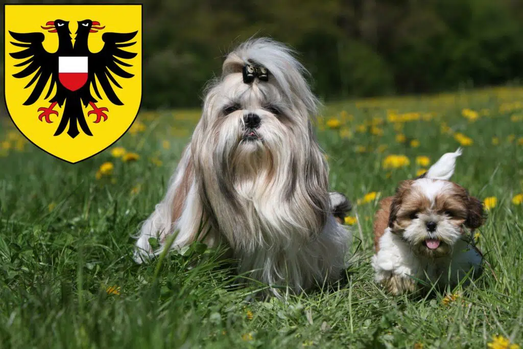 Shih Tzu Züchter mit Welpen Lübeck, Schleswig-Holstein