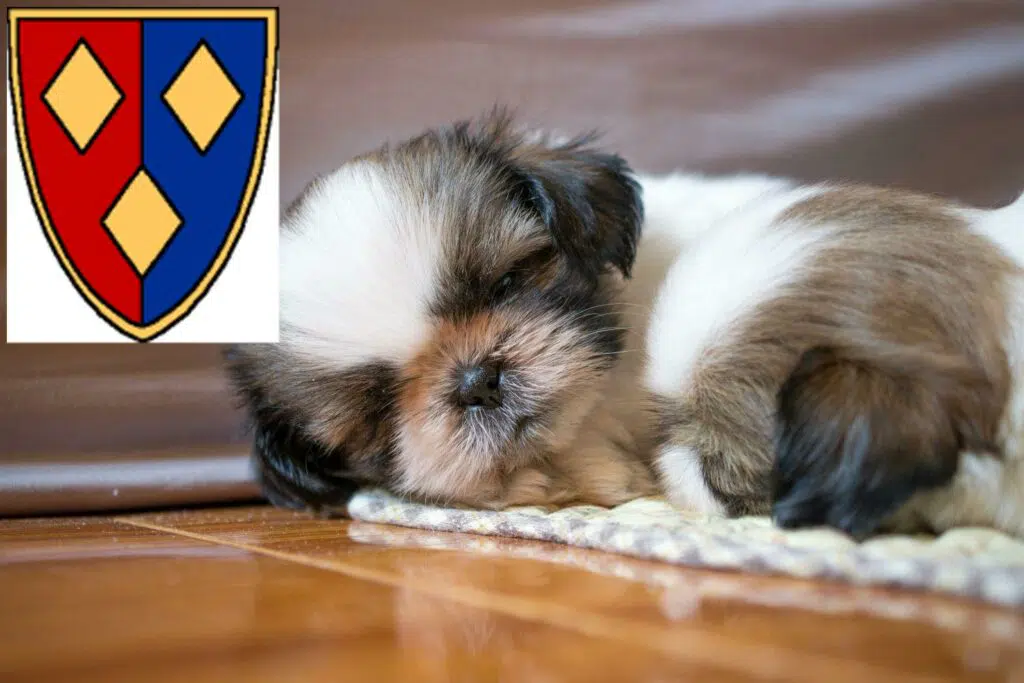 Shih Tzu Züchter mit Welpen Lüchow (Wendland), Niedersachsen