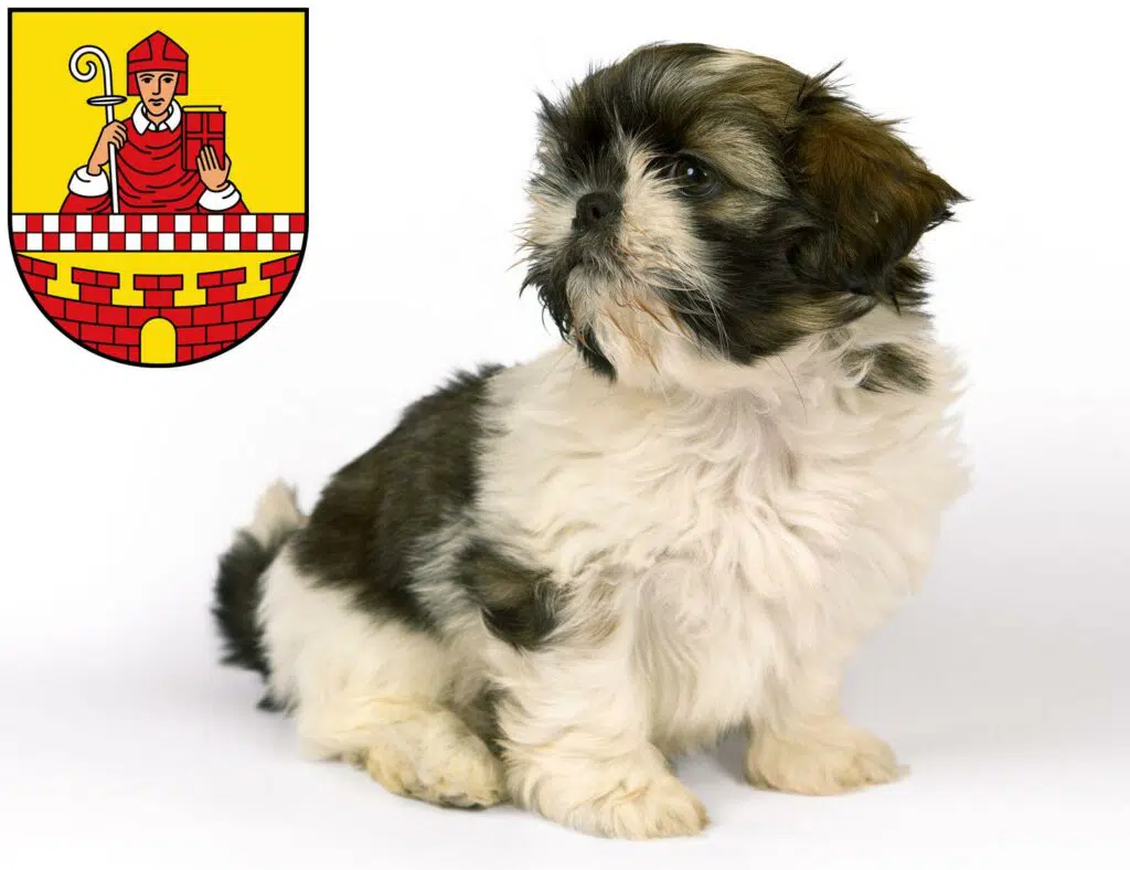 Shih Tzu Züchter mit Welpen Lüdenscheid, Nordrhein-Westfalen