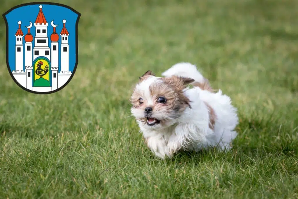 Shih Tzu Züchter mit Welpen Meiningen, Thüringen