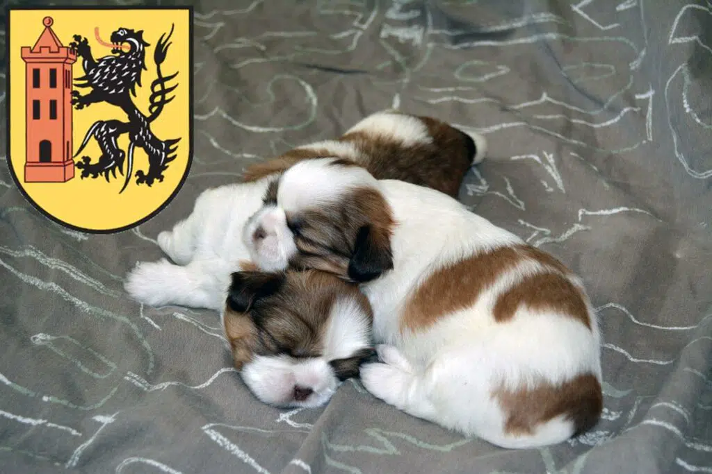 Shih Tzu Züchter mit Welpen Meißen, Sachsen