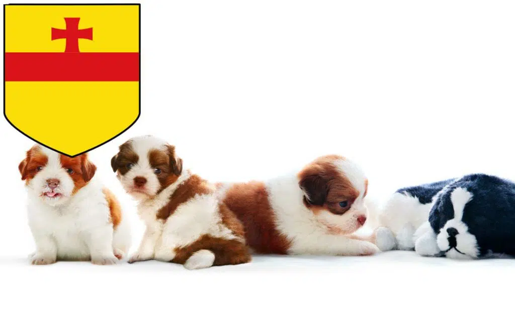 Shih Tzu Züchter mit Welpen Meppen, Niedersachsen
