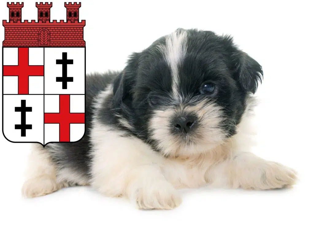 Shih Tzu Züchter mit Welpen Merzig, Saarland