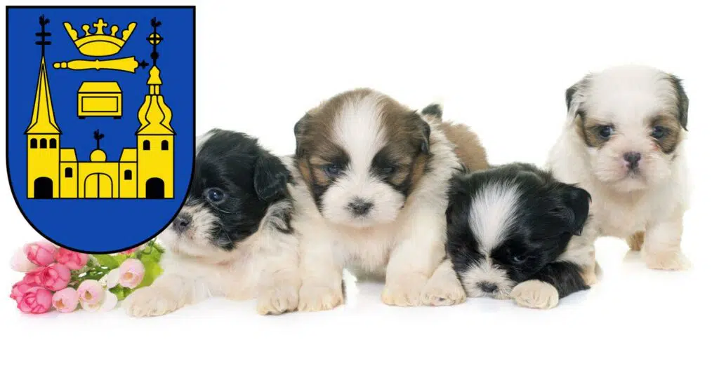 Shih Tzu Züchter mit Welpen Mettmann, Nordrhein-Westfalen