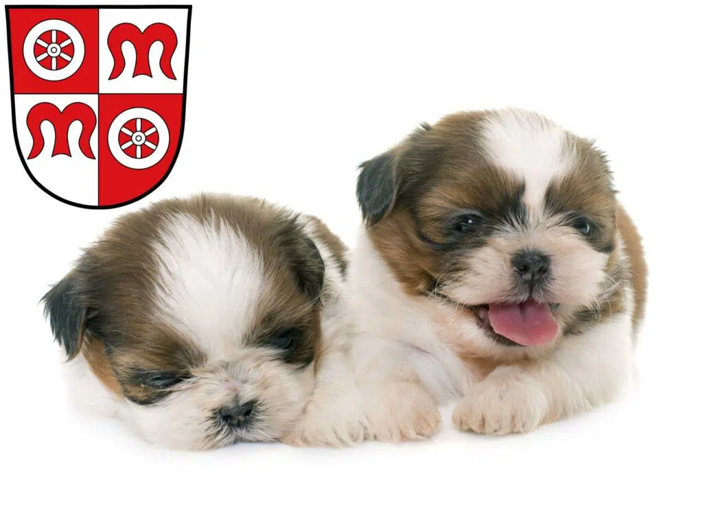 Shih Tzu Züchter mit Welpen Miltenberg, Bayern