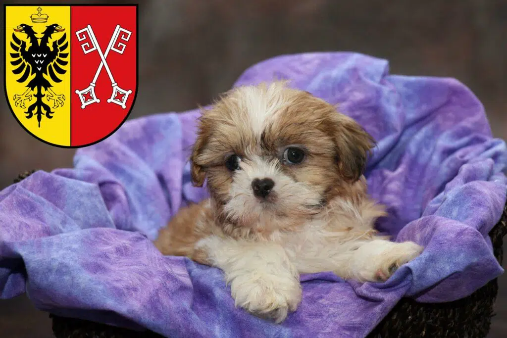 Shih Tzu Züchter mit Welpen Minden, Nordrhein-Westfalen