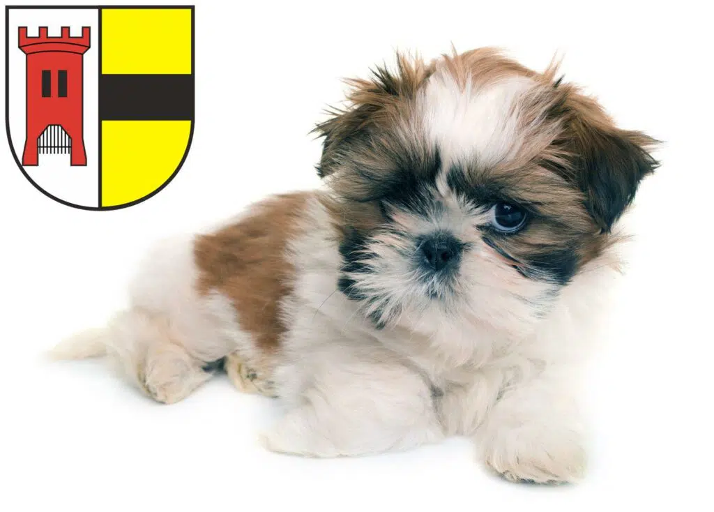 Shih Tzu Züchter mit Welpen Moers, Nordrhein-Westfalen