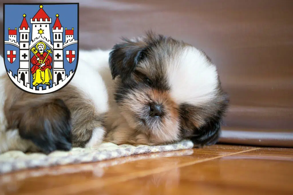 Shih Tzu Züchter mit Welpen Montabaur, Rheinland-Pfalz