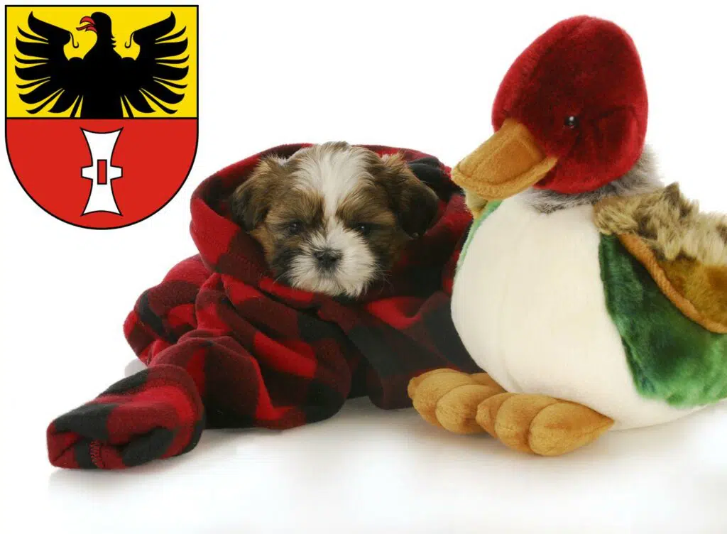 Shih Tzu Züchter mit Welpen Mühlhausen/Thüringen, Thüringen