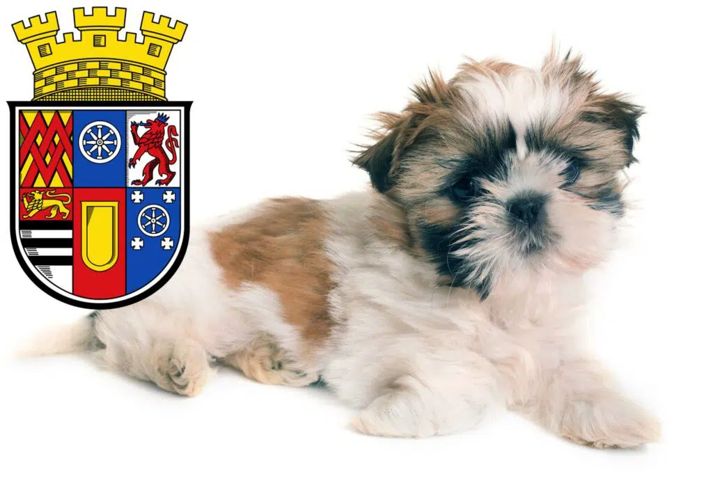 Shih Tzu Züchter mit Welpen Mülheim an der Ruhr, Nordrhein-Westfalen