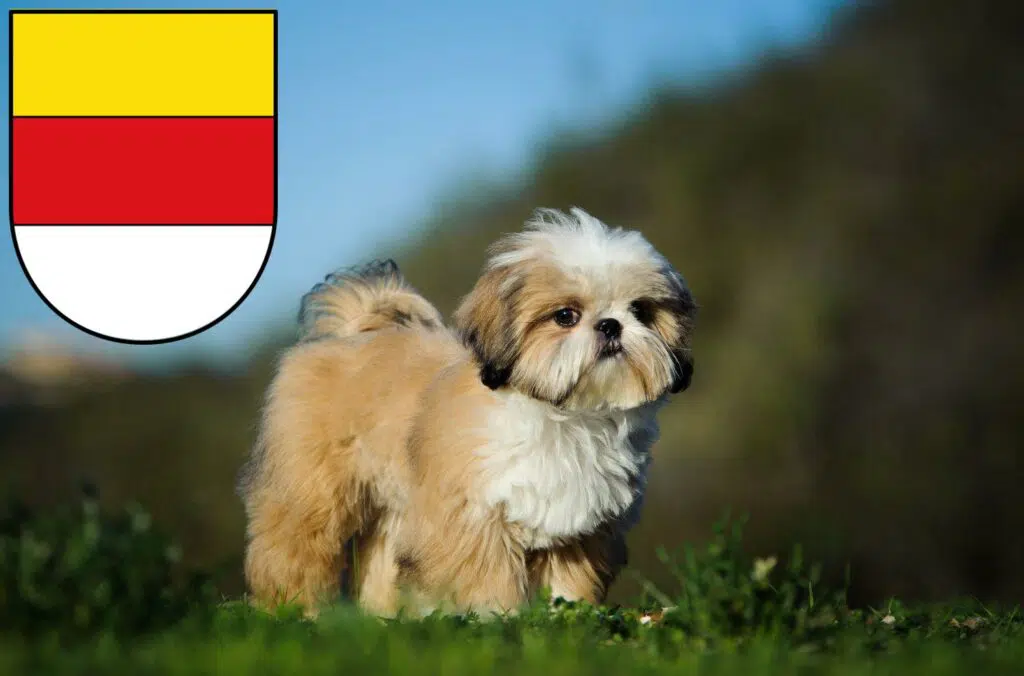Shih Tzu Züchter mit Welpen Münster, Nordrhein-Westfalen