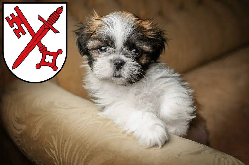 Shih Tzu Züchter mit Welpen Naumburg (Saale), Sachsen-Anhalt