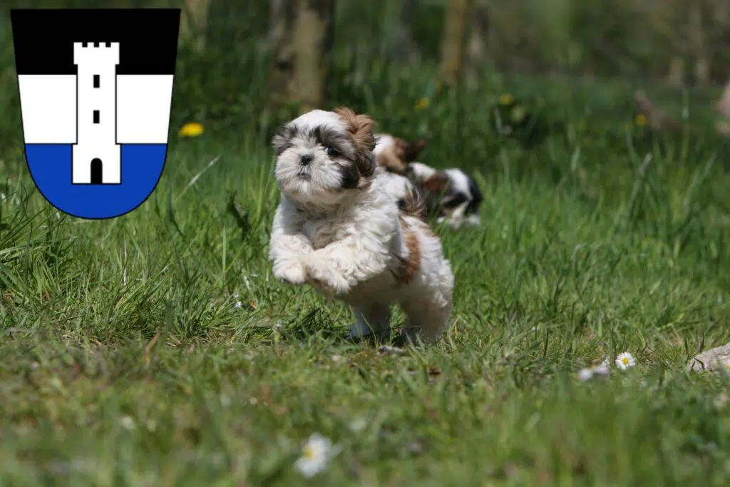 Shih Tzu Züchter mit Welpen Neu-Ulm, Bayern