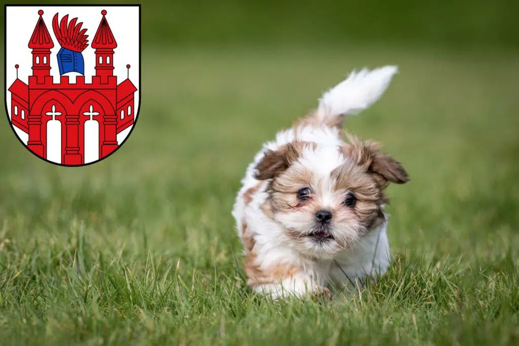 Shih Tzu Züchter mit Welpen Neubrandenburg, Mecklenburg-Vorpommern