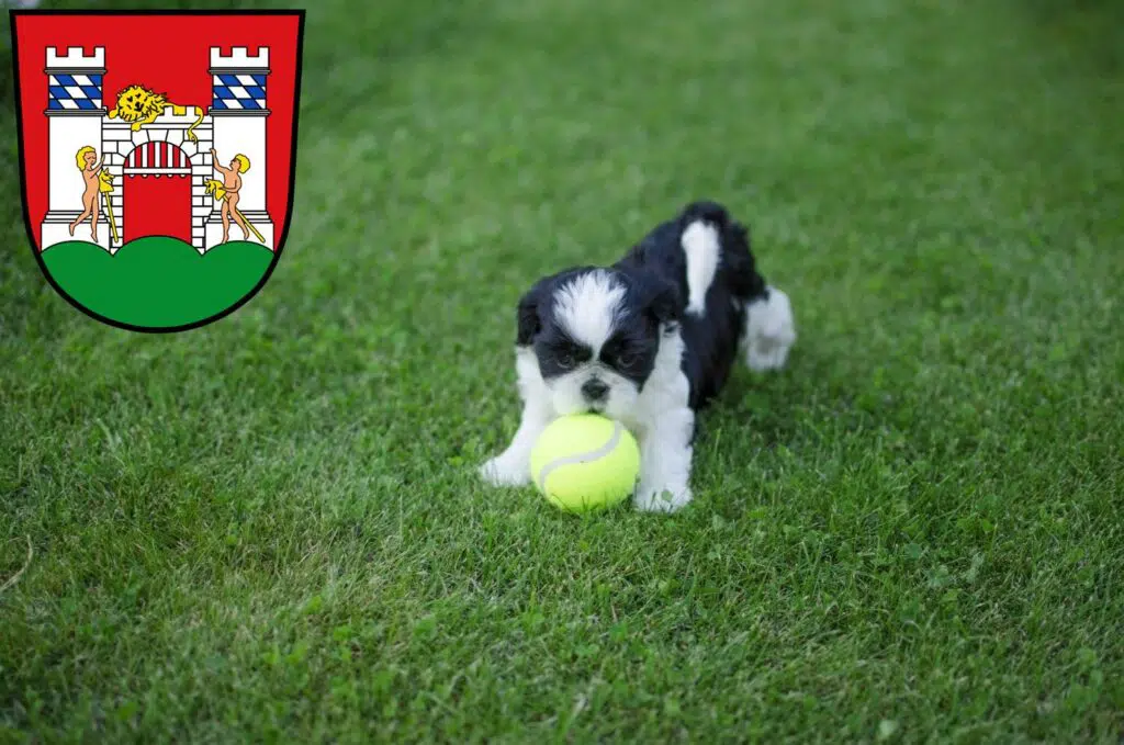 Shih Tzu Züchter mit Welpen Neuburg an der Donau, Bayern