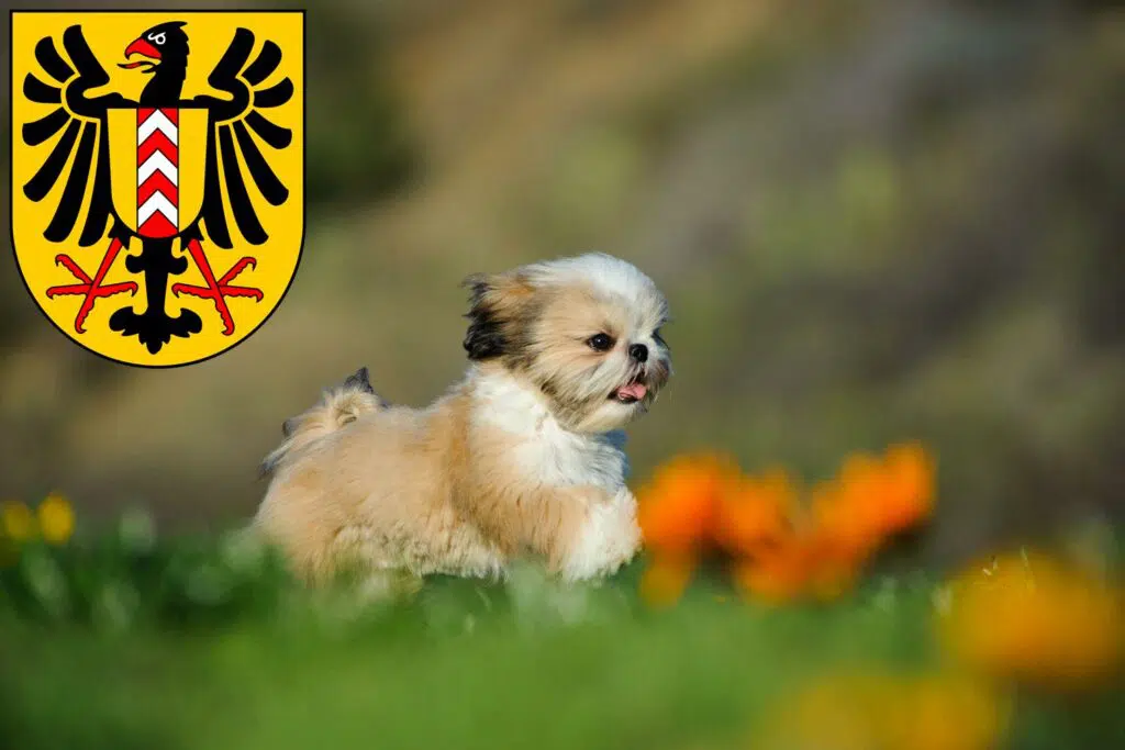 Shih Tzu Züchter mit Welpen Neuenburg, Schweiz