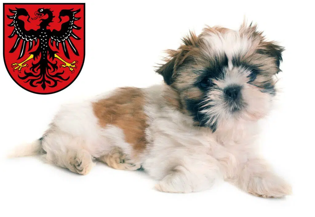 Shih Tzu Züchter mit Welpen Neumarkt in der Oberpfalz, Bayern