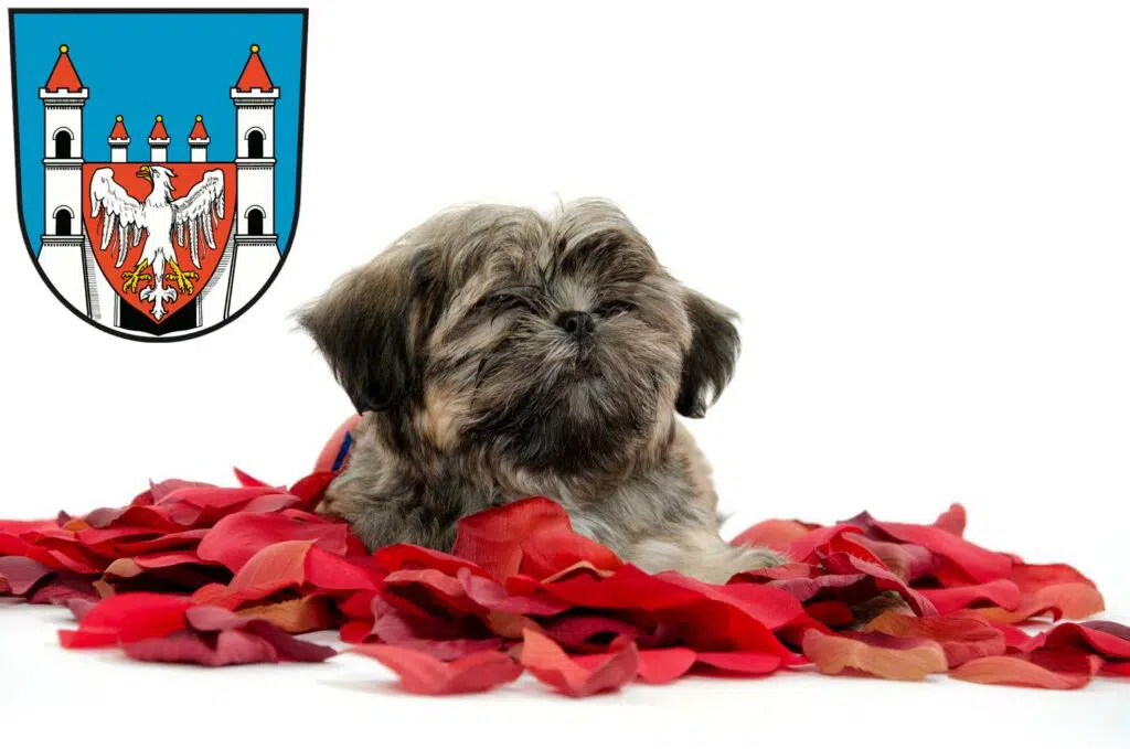 Shih Tzu Züchter mit Welpen Neuruppin, Brandenburg