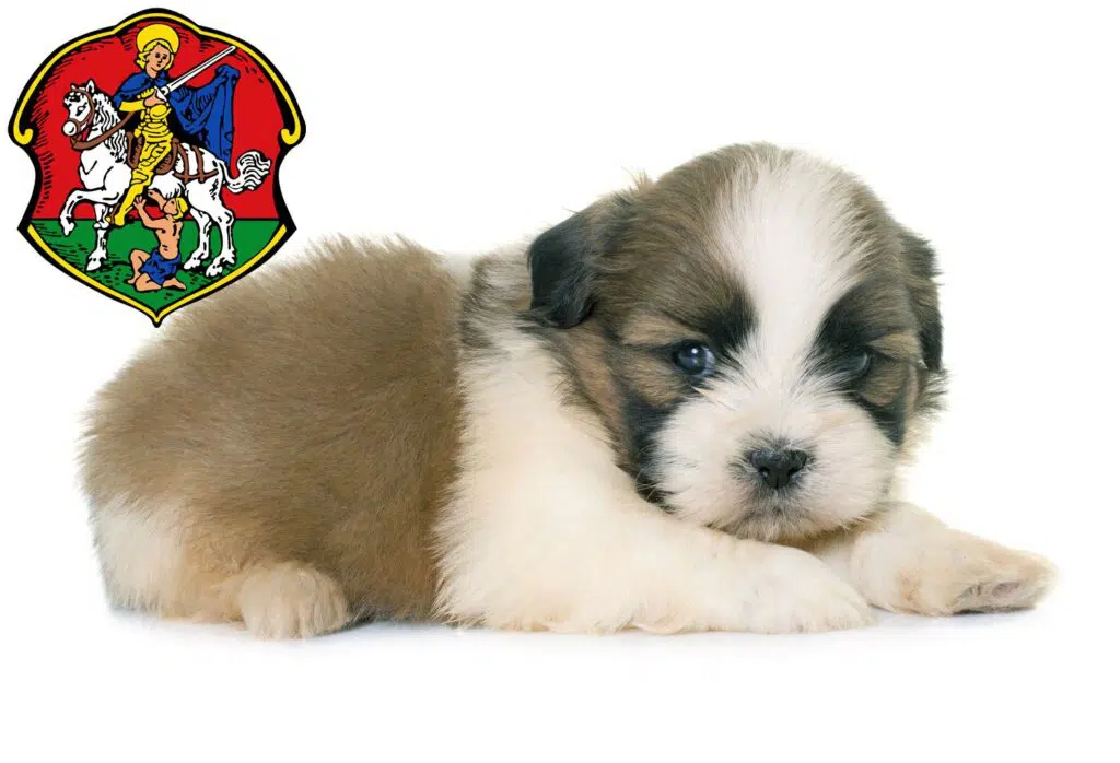 Shih Tzu Züchter mit Welpen Neustadt an der Waldnaab, Bayern