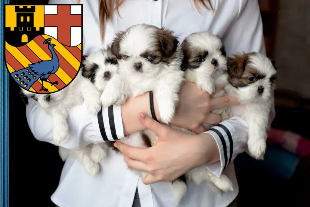 Shih Tzu Züchter mit Welpen Neuwied, Rheinland-Pfalz