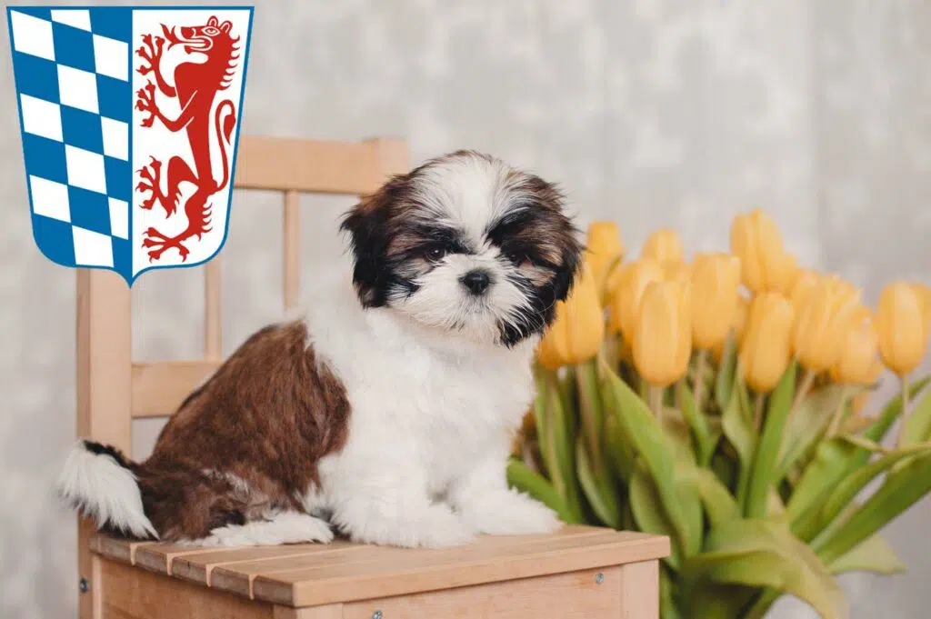 Shih Tzu Züchter mit Welpen Niederbayern, Bayern