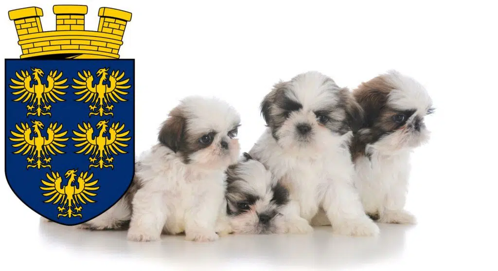 Shih Tzu Züchter mit Welpen Niederösterreich, Österreich