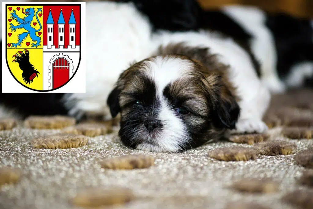Shih Tzu Züchter mit Welpen Nienburg/Weser, Niedersachsen