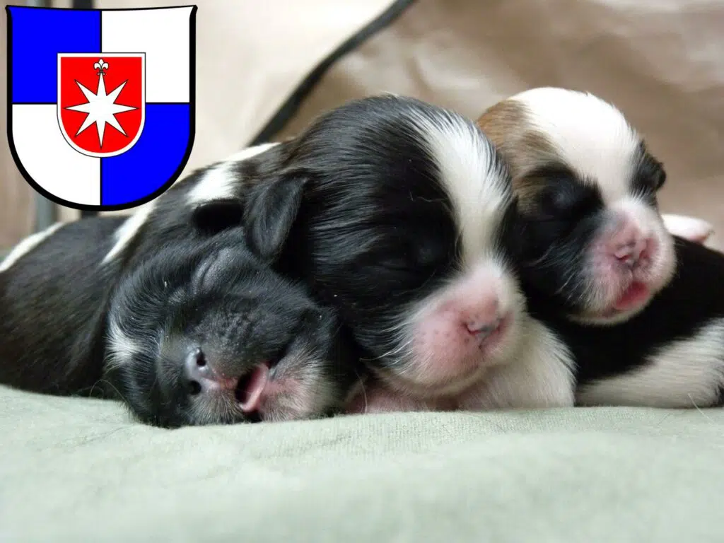 Shih Tzu Züchter mit Welpen Norderstedt, Schleswig-Holstein