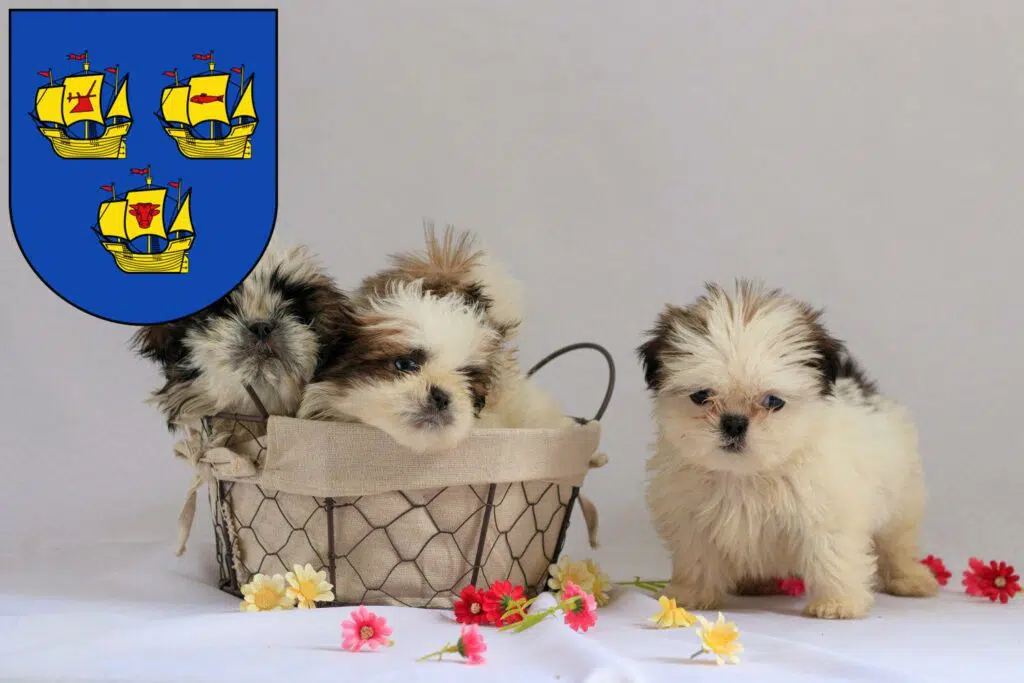Shih Tzu Züchter mit Welpen Nordfriesland, Schleswig-Holstein