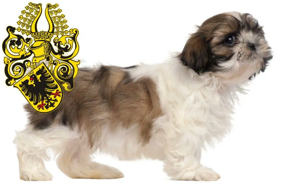 Shih Tzu Züchter mit Welpen Nordhausen, Thüringen