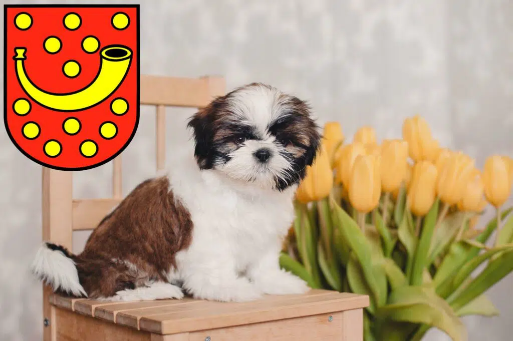 Shih Tzu Züchter mit Welpen Nordhorn, Niedersachsen