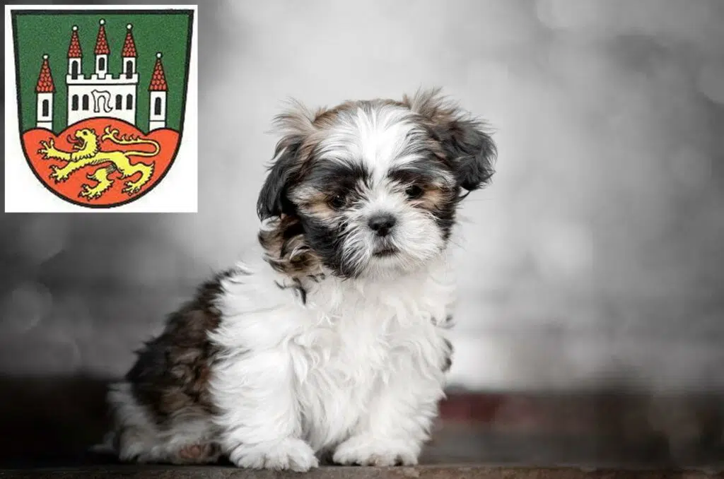 Shih Tzu Züchter mit Welpen Northeim, Niedersachsen