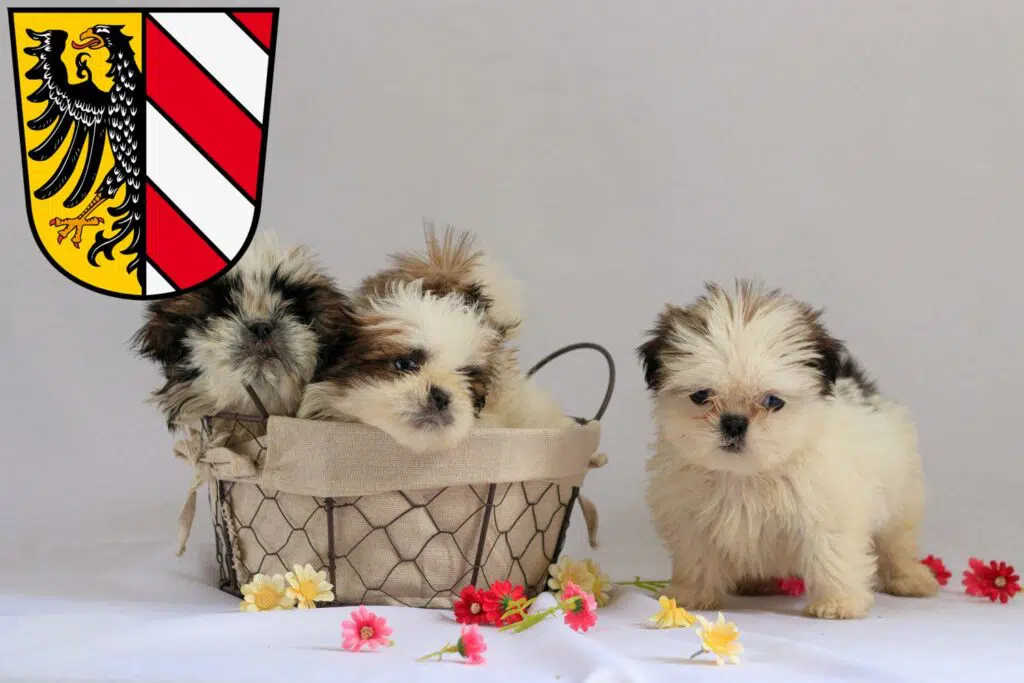 Shih Tzu Züchter mit Welpen Nürnberg, Bayern