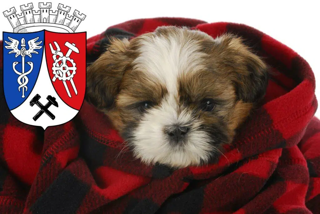 Shih Tzu Züchter mit Welpen Oberhausen, Nordrhein-Westfalen