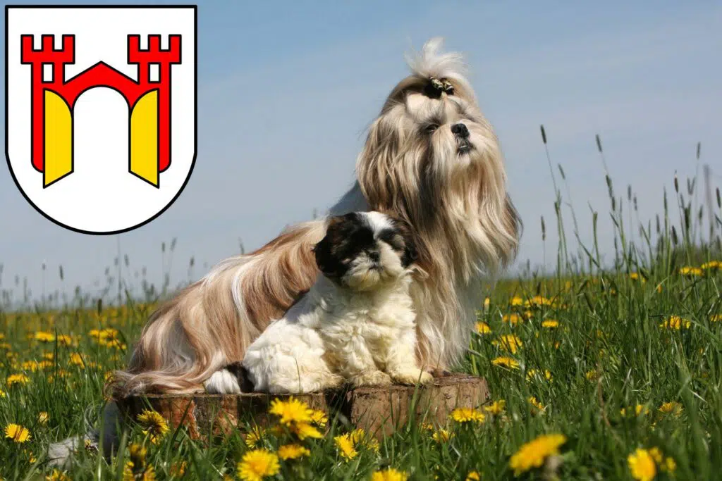 Shih Tzu Züchter mit Welpen Offenburg, Baden-Württemberg