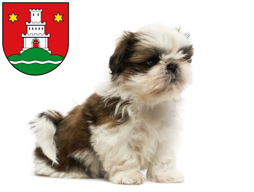 Shih Tzu Züchter mit Welpen Pinneberg, Schleswig-Holstein