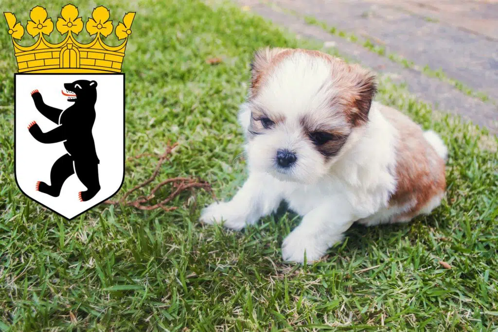 Shih Tzu Züchter mit Welpen Reinickendorf, Berlin