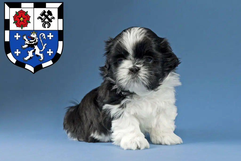 Shih Tzu Züchter mit Welpen Saarbrücken, Saarland