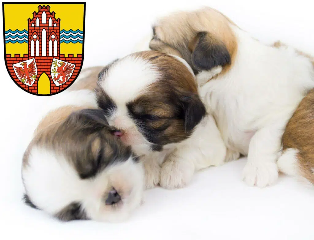 Shih Tzu Züchter mit Welpen Uckermark, Brandenburg